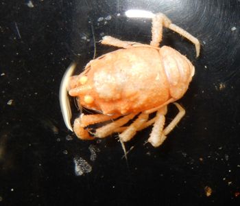 Media type: image;   Invertebrate Zoology 151054